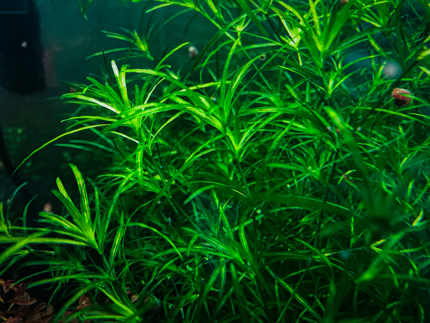 Live Guppy Grass Plant