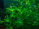 Live Guppy Grass Plant