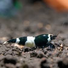 Panda Shrimp
