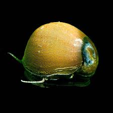 Olive Nerite Snail