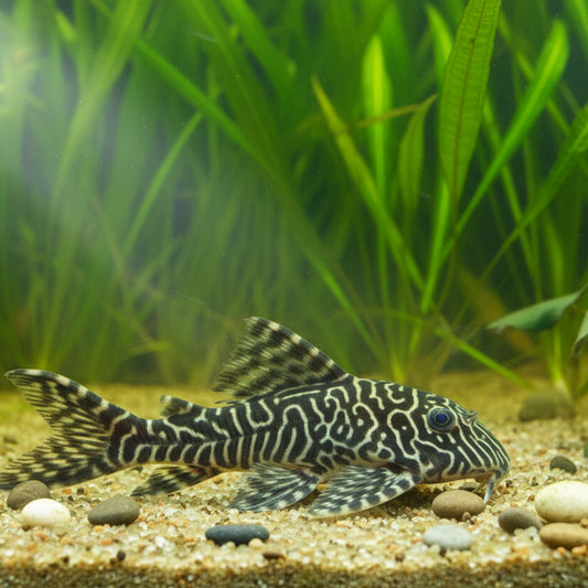 L066 Hypancistrus Pleco