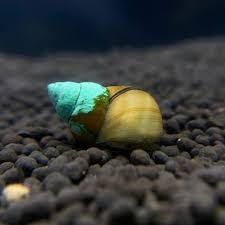 Japanese Trapdoor Snail