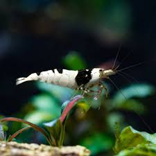 Assorted Caridina Shrimp