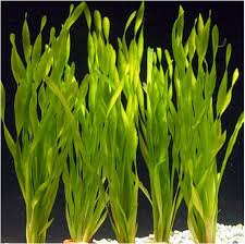 Vallisneria