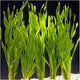 Vallisneria