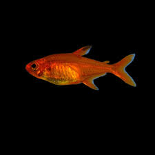 Ember Tetra
