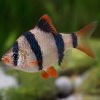 Tiger Barb