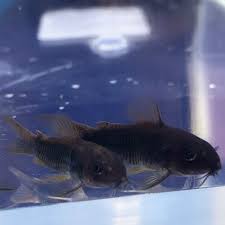 Black Venezuelan Cory