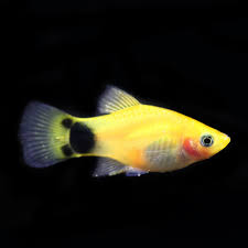 Platy – Mickey Mouse