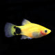 Platy – Mickey Mouse