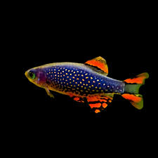 Pearl Danio
