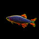 Pearl Danio