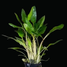 Cryptocoryne Lutea
