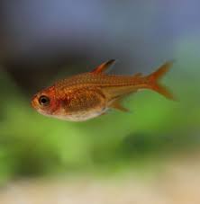Ember Tetra