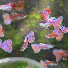 Pink Grass Guppy