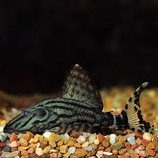L191 Royal Pleco