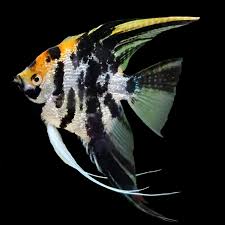 Angelfish – Koi