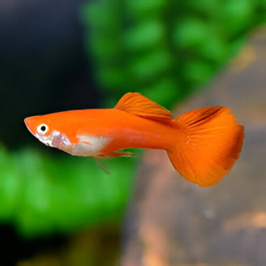 Orange Guppy