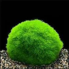 Marimo Moss Ball