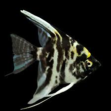 Angelfish – Marble