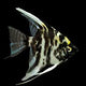 Angelfish – Marble
