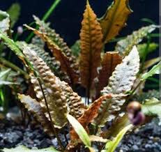 Cryptocoryne Lutea