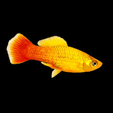 Platy – Red