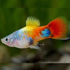 Platy – Red