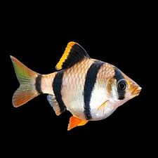 Tiger Barb