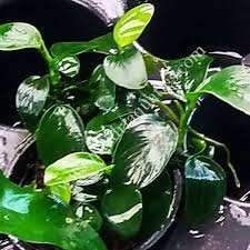Anubias Nana