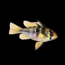 German Blue Ram