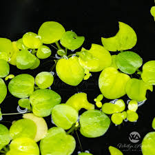 Frogbit