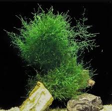 Java Moss