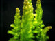 Hornwort