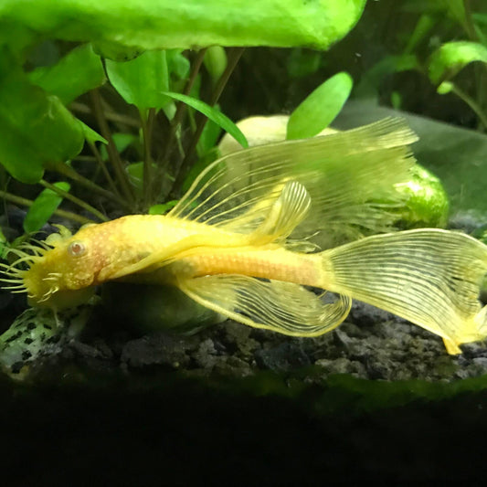 Albino Bristlenose Pleco