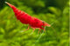 Red Cherry Shrimp