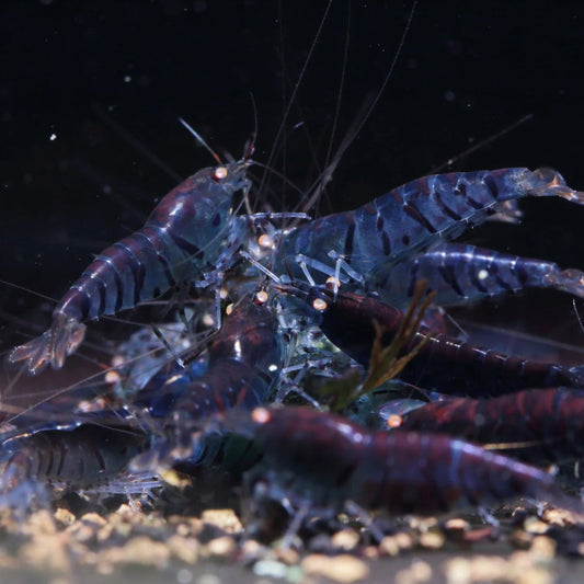 Orange Eye Blue Tiger Shrimp