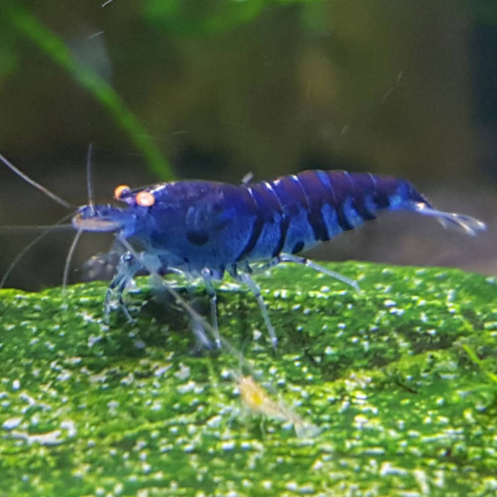 Orange Eye Blue Tiger Shrimp