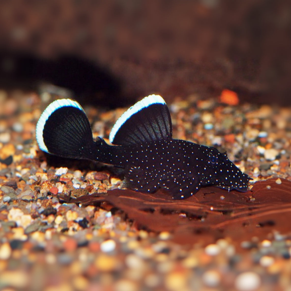 L183 Starlight Pleco