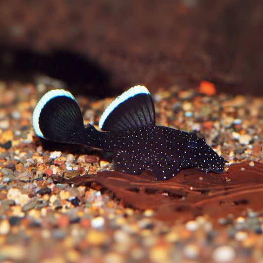 L183 Starlight Pleco