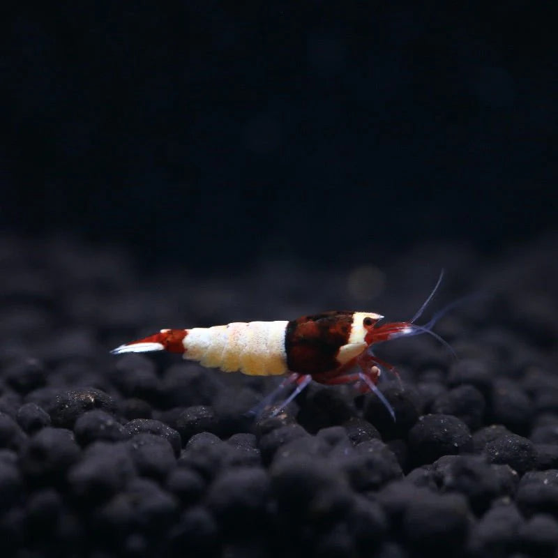 Wine Red Shrimp