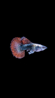 Red Dragon Guppy