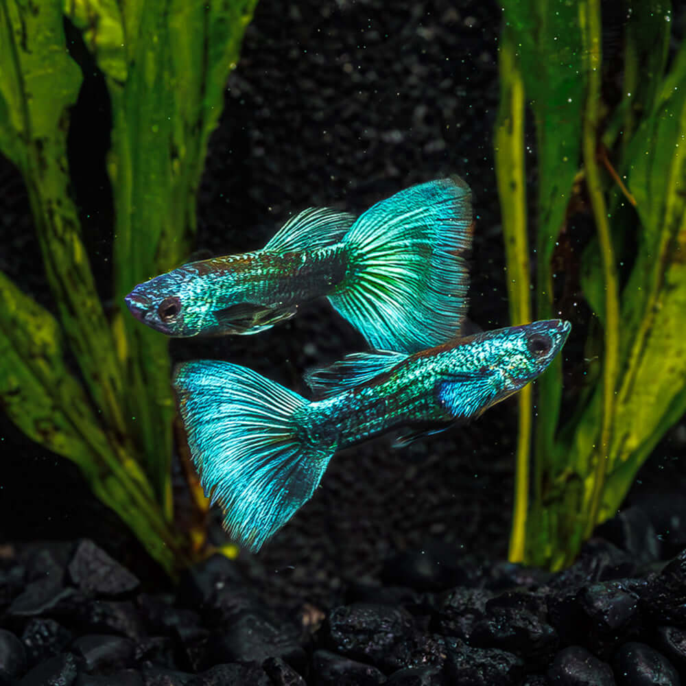 Neon Green Guppy