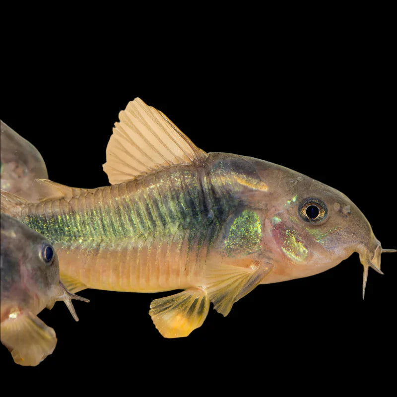 Bronze Cory