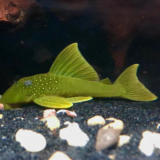 L200 Hi-Fin Green Phantom