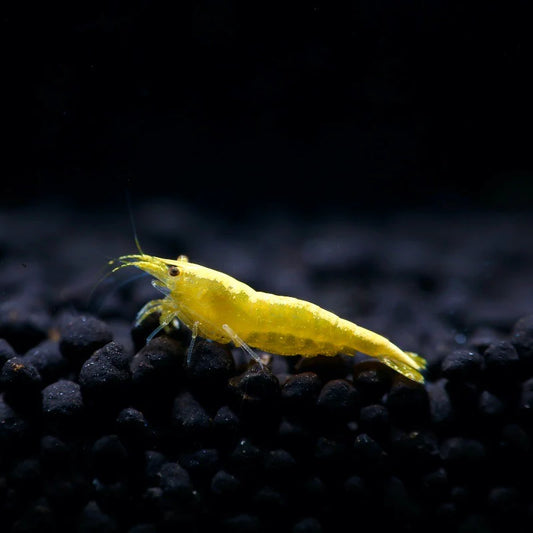 Yellow Goldenback Shrimp